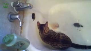 Смешное купание котов = Смешное купание котов =