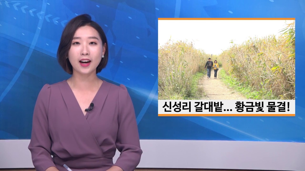 [sbn]신성리 갈대밭 황금빛 물결