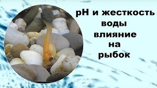 Как рН и жесткость воды влияют на аквариумных рыбок. Как рН и жесткость воды влияют на аквариумных рыбок.