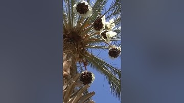 سورة مريم و هزي اليك بجذع النخلة تساقط عليك رطب جنيا