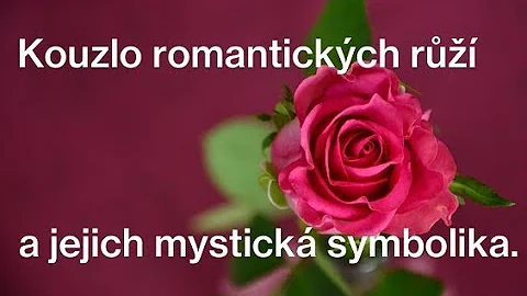Jaké růže symbolizují vášeň?