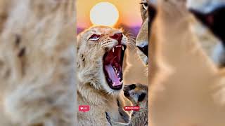 Survival Of The Fittest 😱🐆💀 #nature #fight #predator #prey #trendnew
