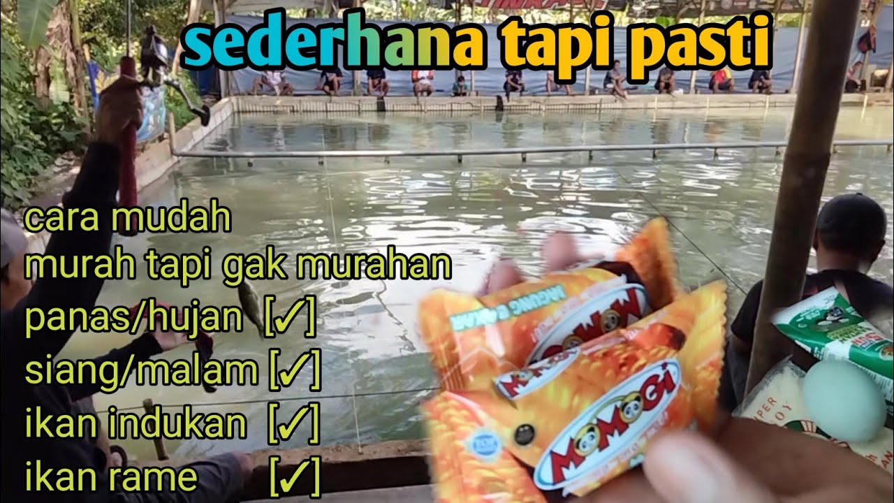 UMPAN KUKUS IKAN MAS PALING GACOR SAAT INI BAHAN SEDERHANA TAPI PASTI