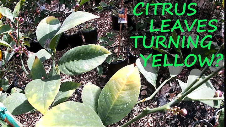 3 Reasons WHY The Leaves On Your Citrus Are YELLOW - DayDayNews