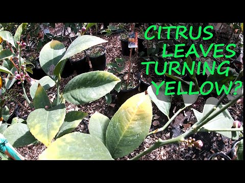 Video: Mine limefrugter er gule, ikke grønne - årsager til, at lime bliver gule på træer