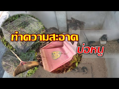 วีดีโอ: ทำความสะอาดบ่อ. วิธีการทำความสะอาดบ่อ