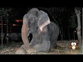 50 Tahun Dirantai, Gajah ini Menangis Saat Dibebaskan