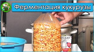 Ферментированная кукуруза для карпа(Ферментированная кукуруза для карпа. Почему карп реагирует на кислую ферментированную кукурузу и чем она..., 2016-08-09T21:33:35.000Z)