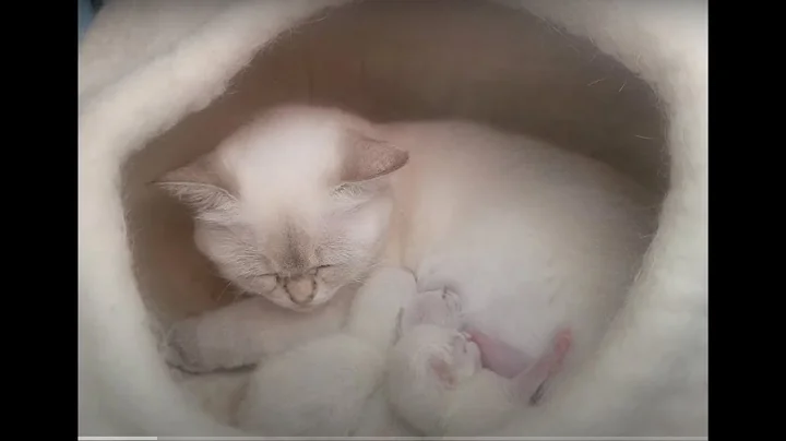 Video 10353991: lilac british, kitten collection, kitten mom