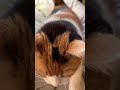 【三毛猫】寝起きの可愛い声と表情