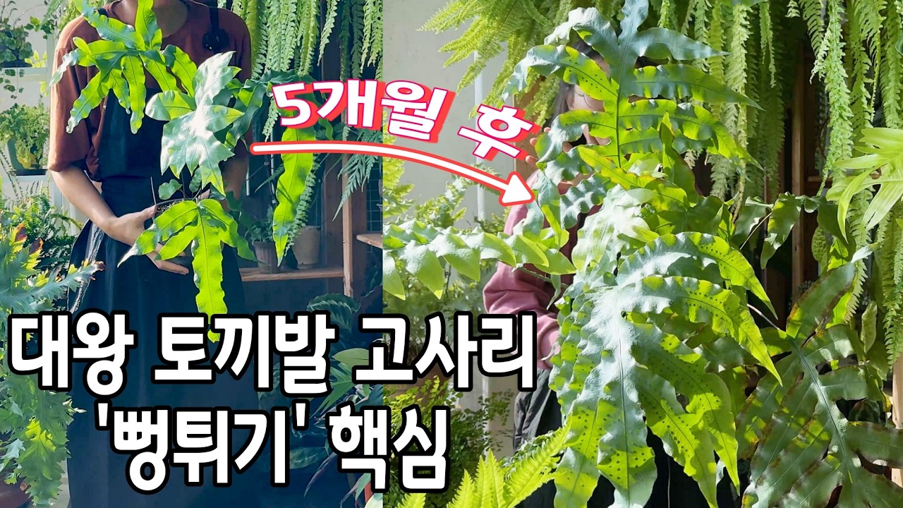 5개월 만에 잎 크기 3배 만들어버린 대왕토끼발고사리 키우기 핵심은 비료보다 중요한 화분과 빛! 