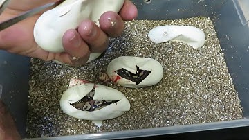 Brian Gundy Cuts Clutch Of GHI Mojaves