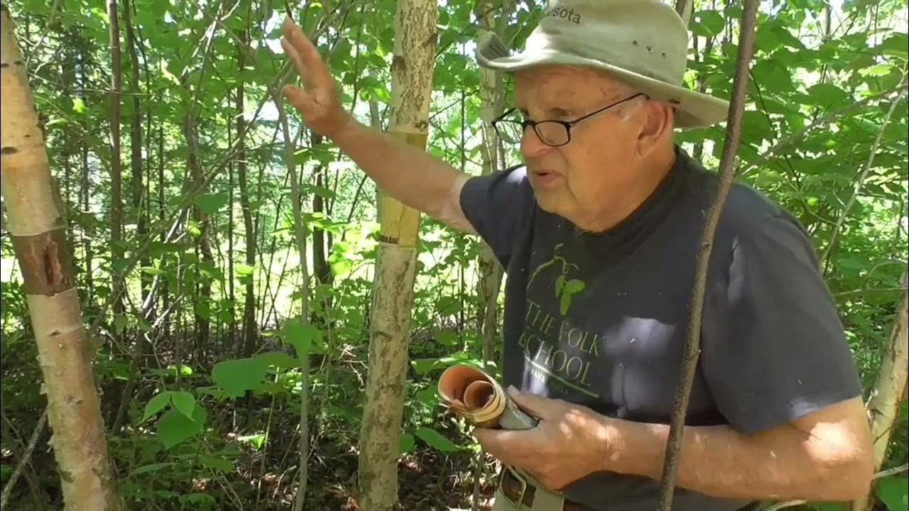 Harvesting Birch Bark Hosted by John Zasada YouTube