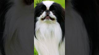 The Japanese Chin is a beautiful dog that is suitable for keeping at home