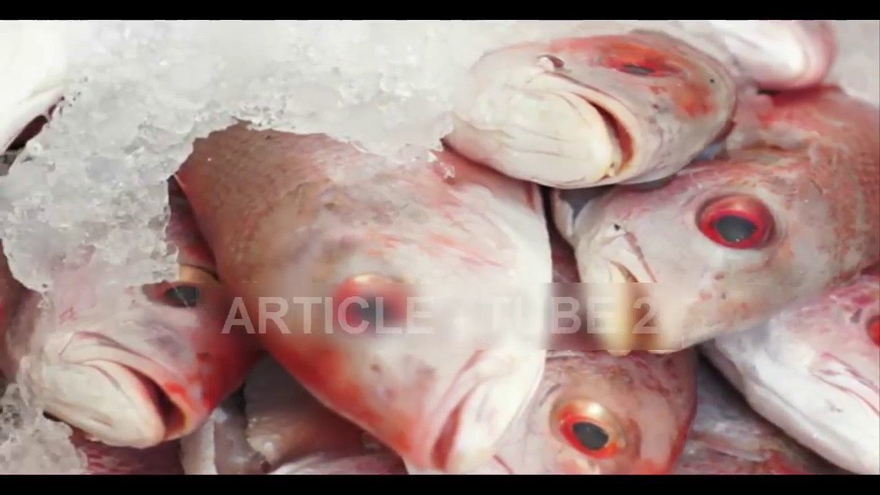 the best way to store Fish in the Refrigerator - YouTube