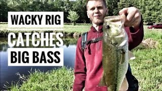 Wacky Rig catches Big Bass! -- (Pond Bass Fishing) 