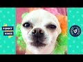 TRY NOT TO LAUGH - Funny Animals of the Year! | Best of the Year 2019