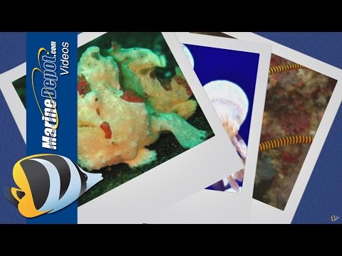 Painted Frogfish: How to build a species-specific aquarium