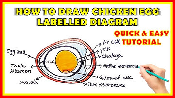 How to Draw Chicken Egg Cross-Section Labelled Diagram | Easy Step-by-Step | Structure Of An Egg