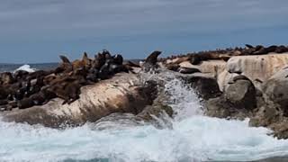 SEALS IN CAPE OF GOOD HOPE CAPE TOWN    1080WebShareName