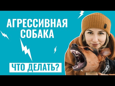 Как распознать АГРЕССИЮ У СОБАКИ и вернуть контроль над ситуацией?  Советы от тренера школы “ЛавГав”