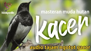 Magpie Robin Singing birds sounds at its best | Melodies Magpie Robin Bird song | Training Video