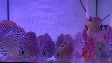 Cá Dĩa Chỉ Đỏ