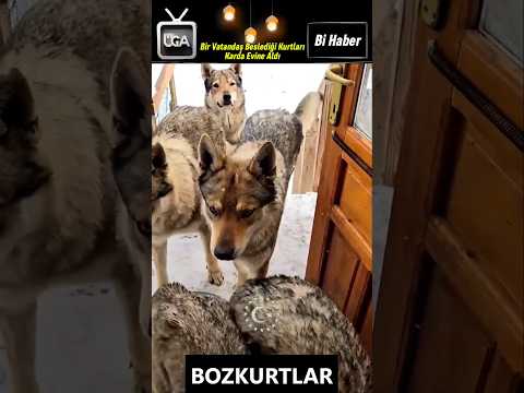 👏😍 #ugatv #bihaber #hayvanlar #hayvanlaralemi #hayvanseverler #haber #haberler 👏😍 #ugatv #bihaber #hayvanlar #hayvanlaralemi #hayvanseverler #haber #haberler