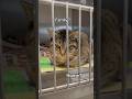 3 Cat Breeds Not Ideal for First Time Owners 🐾😱