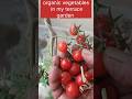 Organic vegetables in My terrace garden