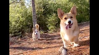 cute corgis playing with german shepherd in forest by Corgi Bliss 348 views 3 years ago 4 minutes, 26 seconds