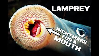 10 Lamprey Facts - Nightmare for a Mouth - Animal a Day L Week