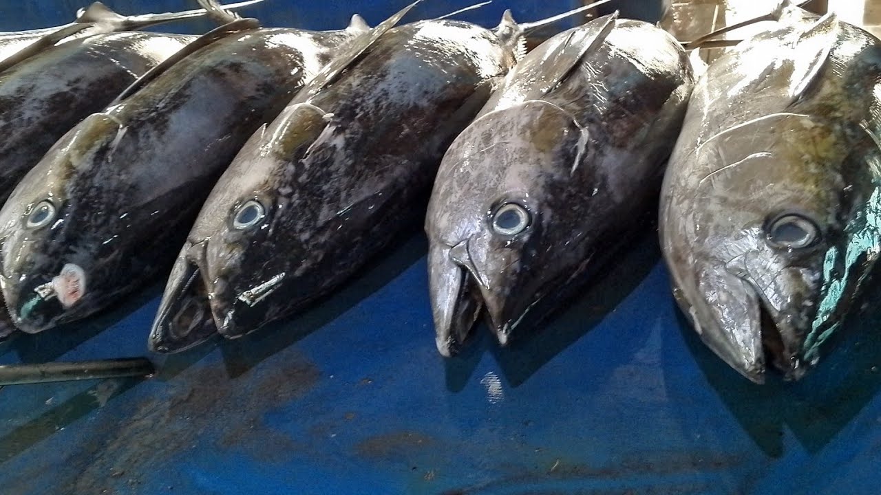 real life ! pasar tradisional ' fish world Indonesia - YouTube