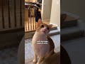 Cat Finally Meets Ceiling Fan He Couldn’t Stop Watching | The Dodo