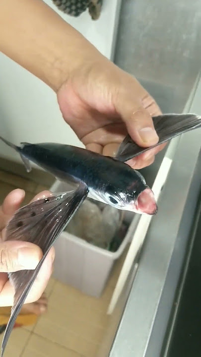Ikan Terbang Tiba Tiba Mendarat Di Dalam Dapur