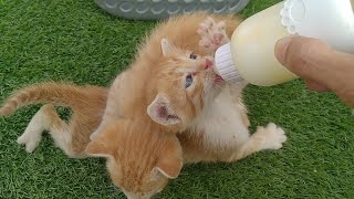 Hungry Rescue Kittens Fight Over Milk and Break Their Feeding Bottle