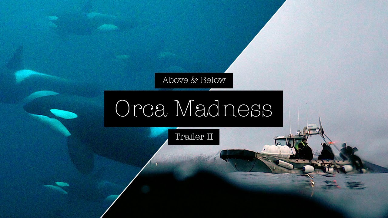 Swimming with Killer Whales – Orca Madness - Trailer II - YouTube