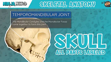 Skull Anatomy | With Labels: Updated Version