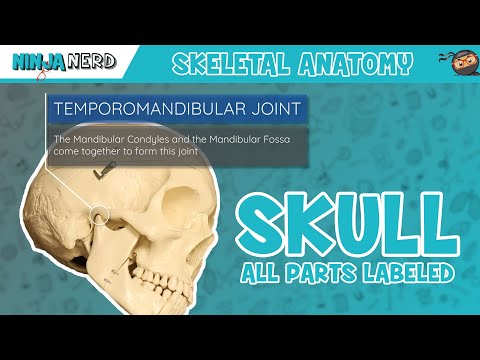 Skull Anatomy | WITH LABELS 💀