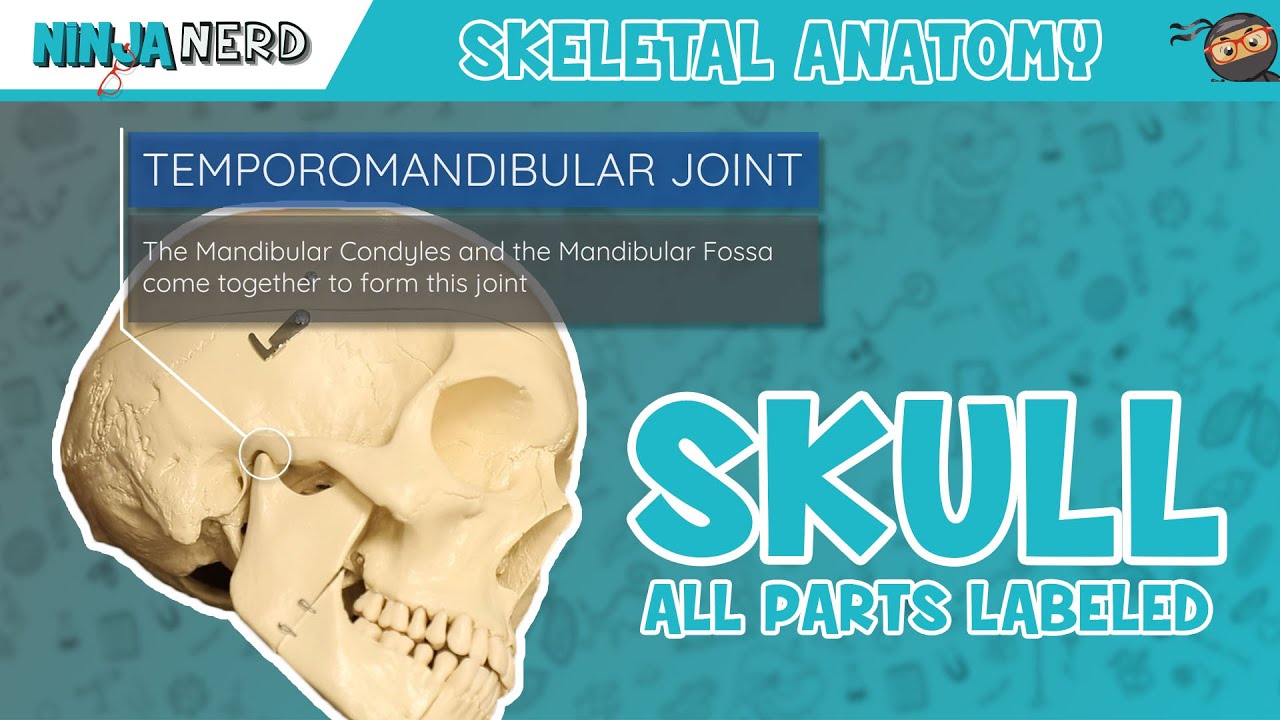 The 8 Cranial Bones  Parts, Location & Function - Video & Lesson