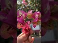 তুমি নহলে এই চহৰত নুফুলে Bougainvillea ❣️ #assamesesong #achurjyaborpatra #viralvideo #youtubeshorts