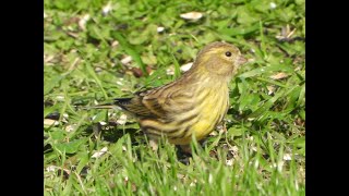 Europese kanarie heeft een voederplek met zwarte zonnebloempitten in de tuin ontdekt.