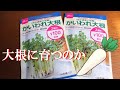 【再生栽培】カイワレ大根は大根になるのか、ダイソーの種で試してみた　さて結果は