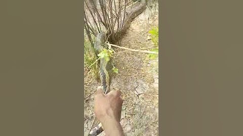 Snake Charmer Catches a Live Python in Kiborgoch, Loboi, Baringo South, Baringo County |Baringo News