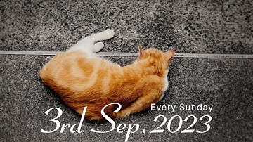 予告#007「ノラや Lost Cats Season3」 2023年9月3日18:00配信スタート!!