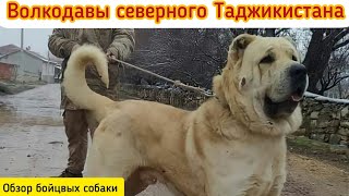 СОБАЧИЙ БОЙ ПО ТЕСТОВЫМ ИСПЫТАНИЯ  СЕВЕРНОГО ТАДЖИКИСТАНА