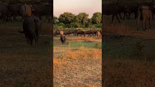 A big heard of Buffaloes roaming in bushes of South Luangwa National Park.