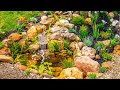 DIY Backyard Ecosystem Pond (For My Parents)