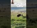 صدمة الأسود أمام ذكاء الجاموس القاتلshorts mp3