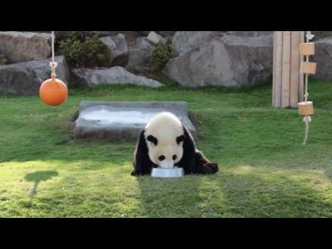 アドベンのpandaの「優浜ちゃん」屋外でミルクタイム